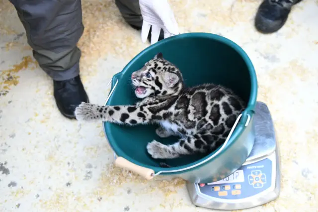 leopard on some scales