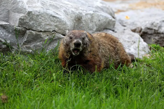 ground hog