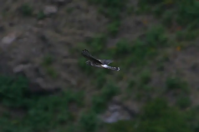 Arthur the hen harrier