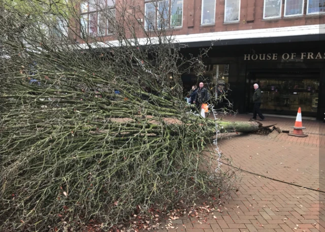 Tree outside House of Fraser