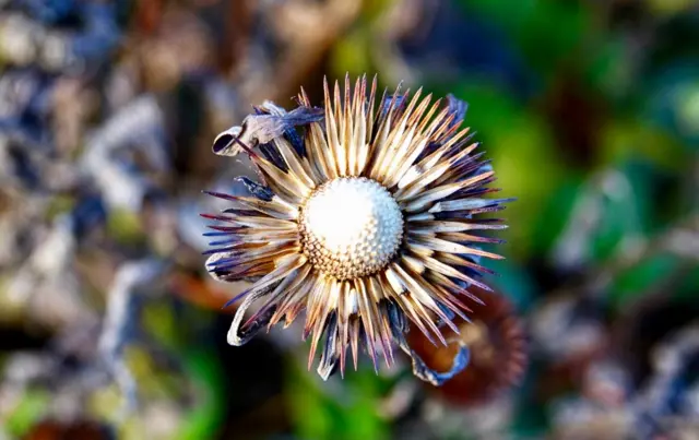 Seed head in Kegworth