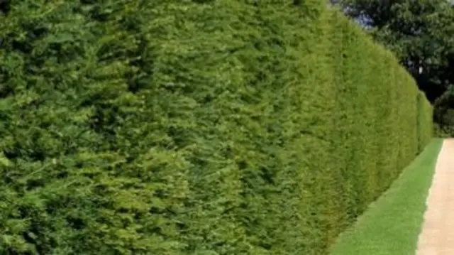 hedge