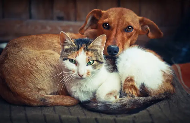 cat and dog