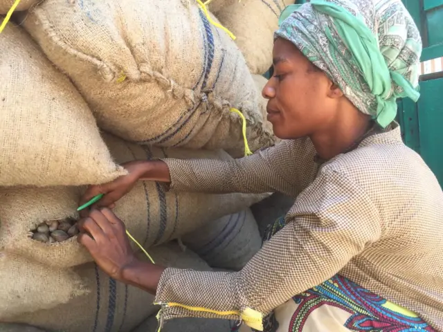 Cashew crop