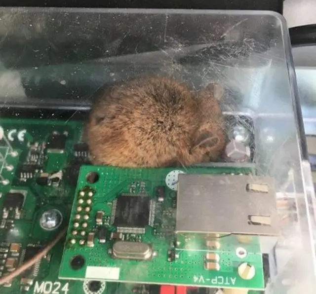 Field mouse on circuit board