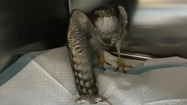 Injured goshawk