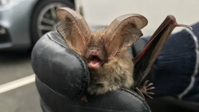 Bat after being rescued