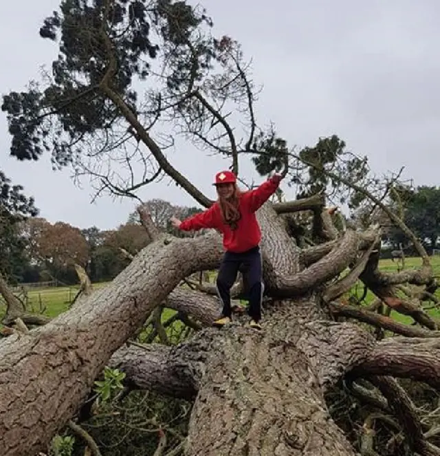 Huge tree and Louella