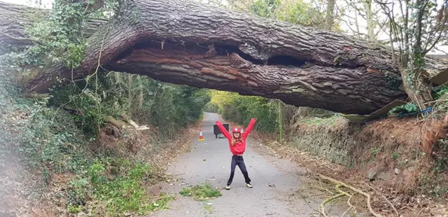 Huge tree and Louella