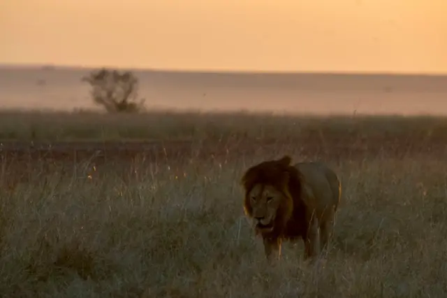 A male lion (Panthera leo) is walking at sunrise in the grassland of the Masai Mara National Reserve in Kenya