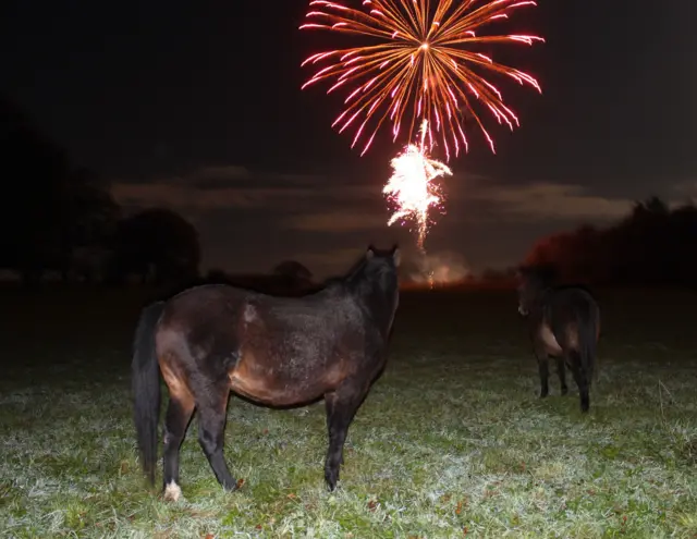 Ponies in front of fireworks