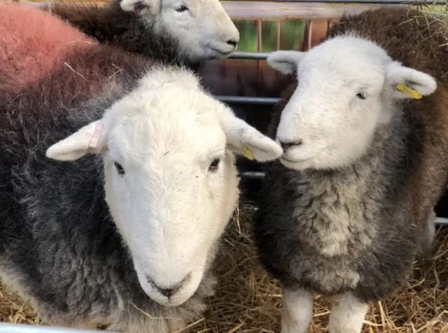 Herdwick sheep