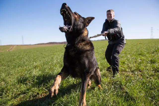 Police dogs