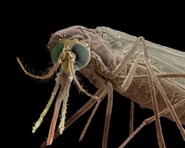 A mosquito seen under a microscope