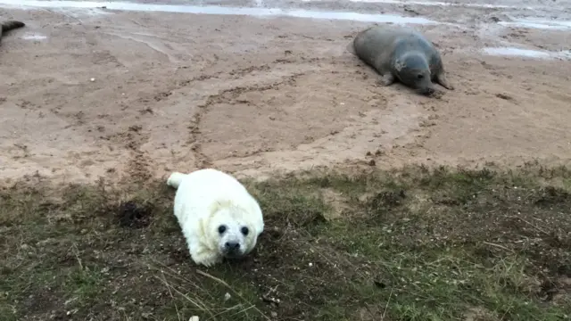 Seals