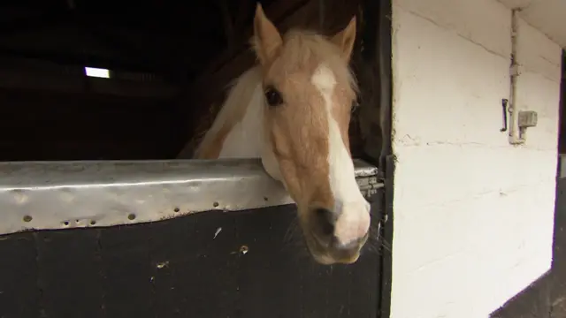 Horse at Oaklands Riding School in Exeter