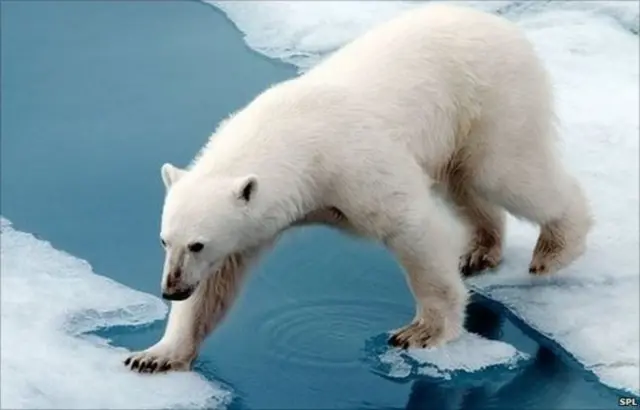 The polar bear needs ice platforms to hunt for ringed and bearded seals