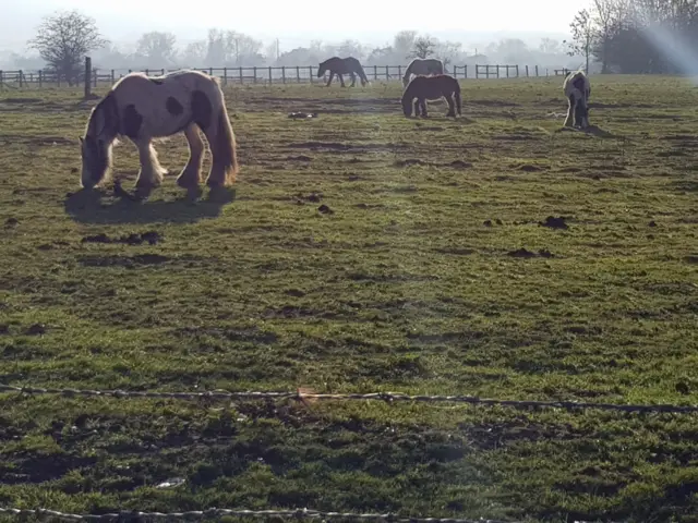 Rescued horses