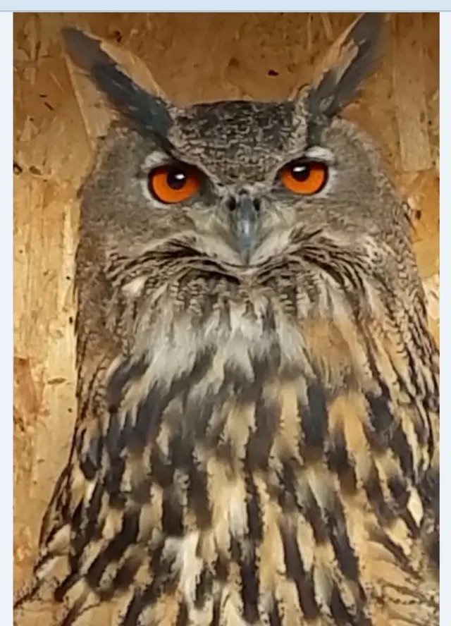 Owl