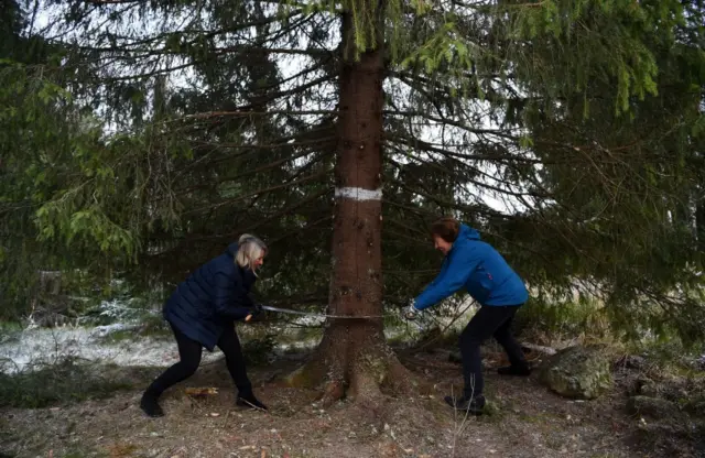 Lord Major of Westminster Councillor Lindsey Hall (left) and Mayor of Oslo Marianne Borgen begin to fell a Norwegian Spruce during a tree felling ceremony, in Oslo, Norway.