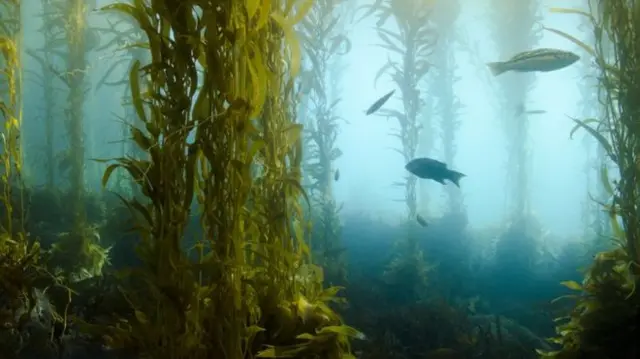 It is estimated that there is up to 20m tonnes of kelp off Scotland's coasts