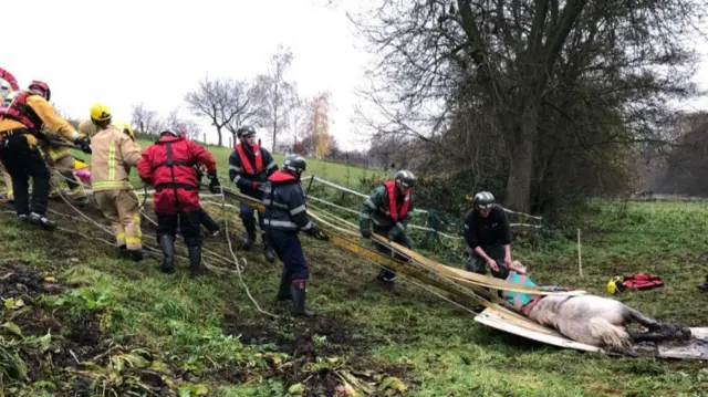 Horse rescue