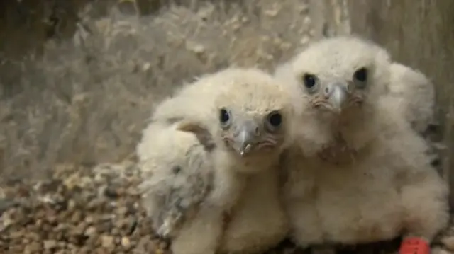 Falcon chicks