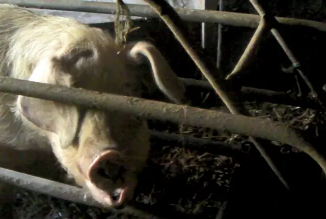 Pig in farrowing crate