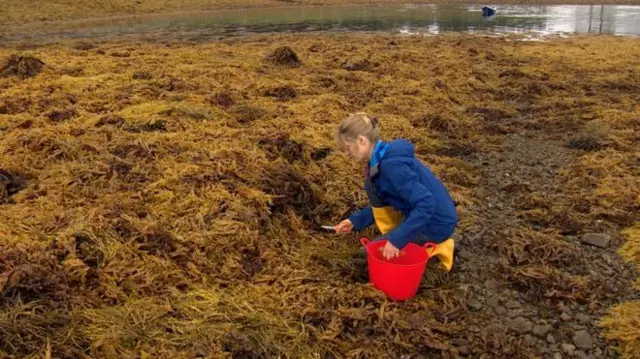 Ailsa Maclellan, who harvests seaweed by hand, is against commercial kelp operations