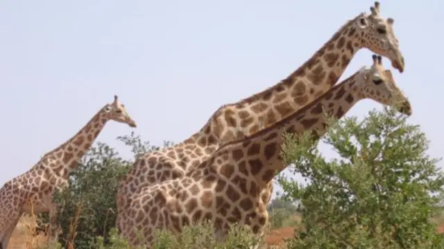 West African giraffes in Koure, Niger