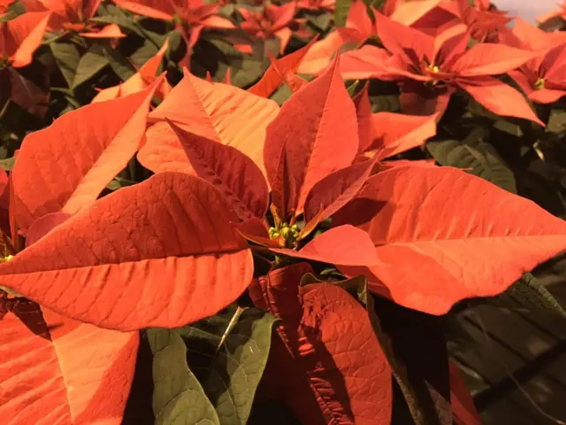 Poinsettia