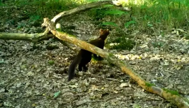 Pine Marten