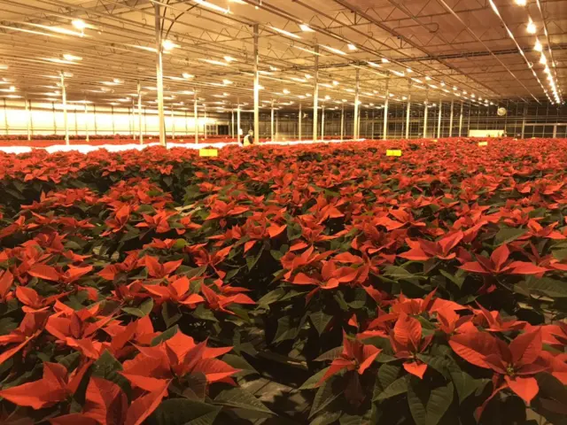 Poinsettia