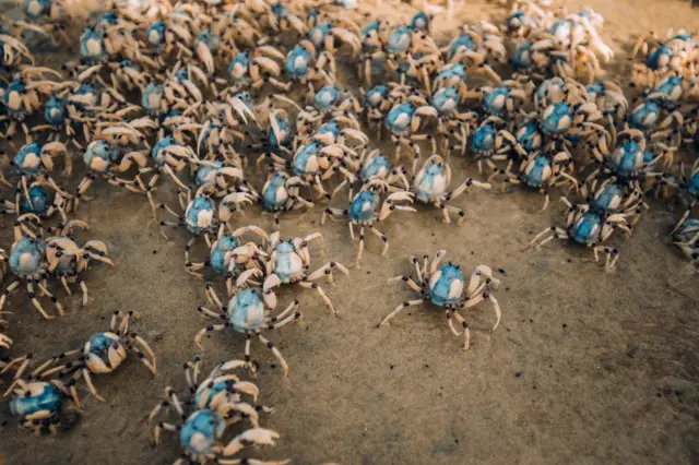 Crabs on a beach