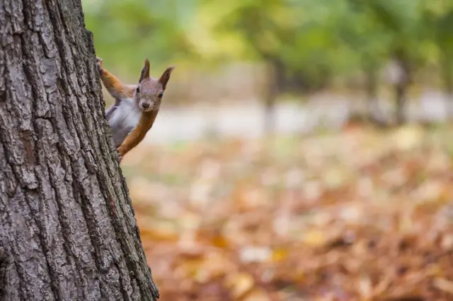 A red squirrel