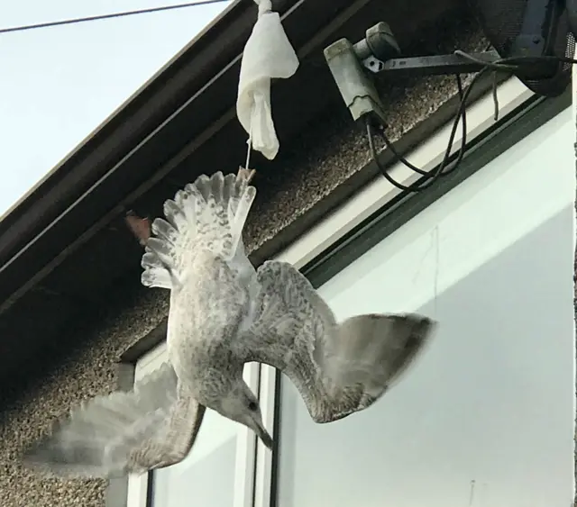Gull tangled in a balloon