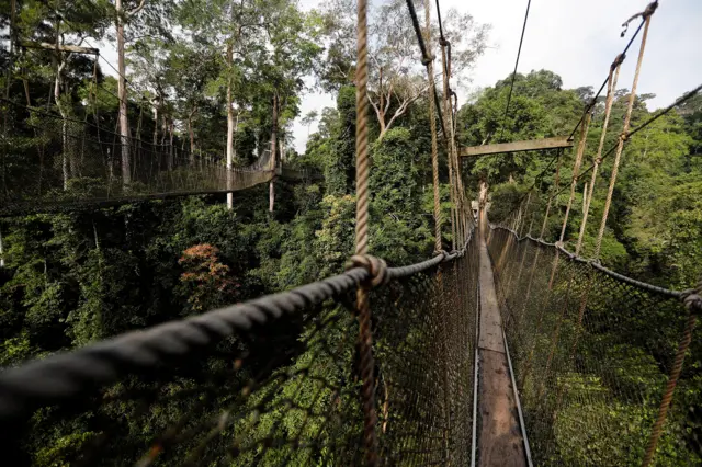 Rope bridge