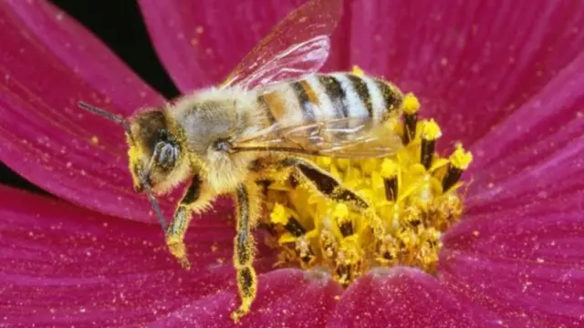 Bee