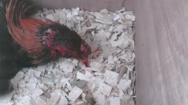 A bird with blood coming from its head