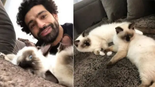 Mo Salah and his cats