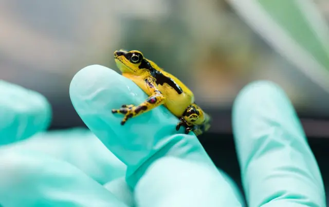 Harlequin toad