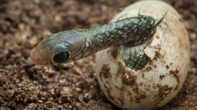 A baby rat snake emerges from its egg on 22 October 2015 in Kolkata, India