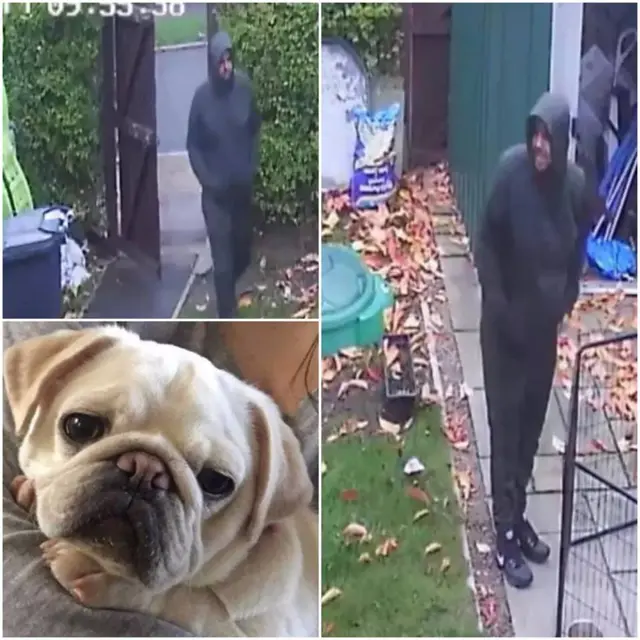 The pug and a CCTV composite