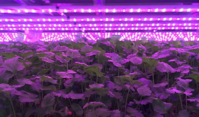 vertical farm in scunthorpe