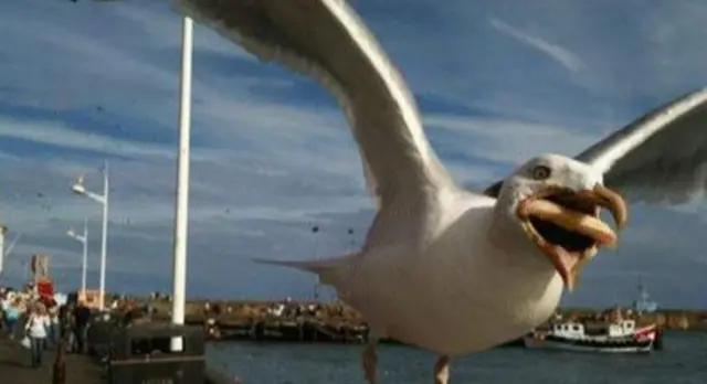 Gull with chip