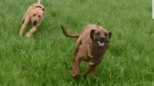 Hector and Chika running