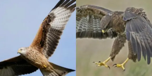 Red kite and buzzard