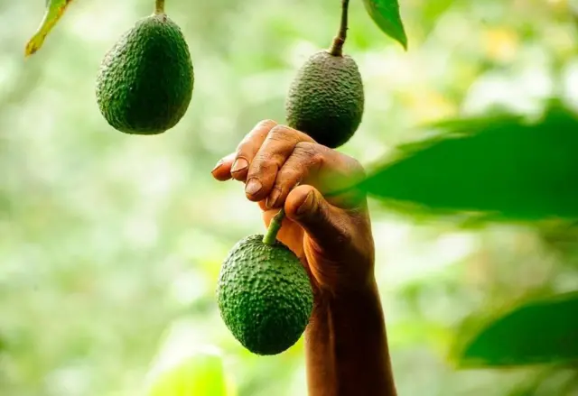 A man plucks an avocado from a tree