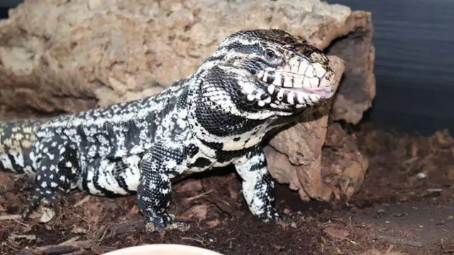 Tegu lizard