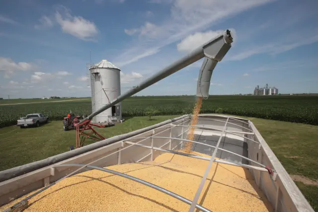 Soybeans on a US farm